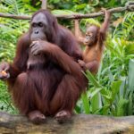 curious kalimantan orangutan eating fruit near little primate on liana