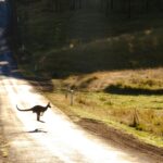 photo of a kangaroo on road