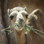 camel, travels, nature