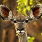 brown deer in tilt shift lens