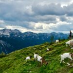 white goats on green grass