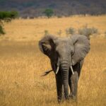 an elephant standing in a field with trees in the background