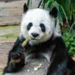 Giant panda leisurely munching on bamboo surrounded by lush greenery and flowers.