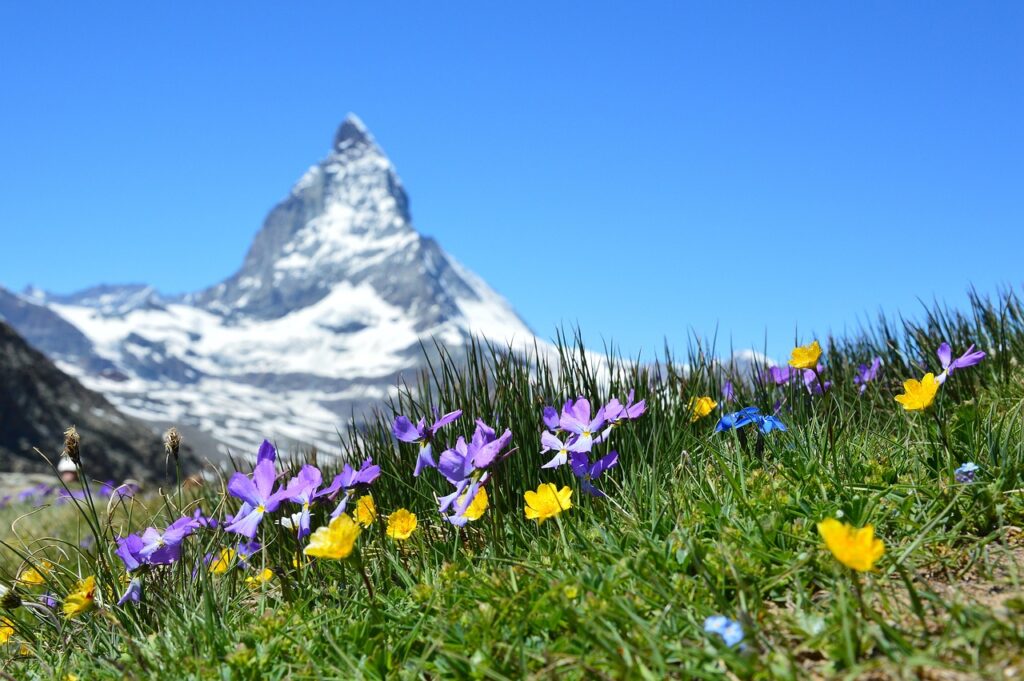 flowers, meadow, grass