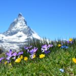 flowers, meadow, grass