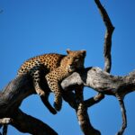 leopard lying on bare tree