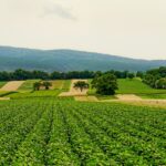 nature, fields, agriculture, landscape, panorama, hill, summer, agriculture, agriculture, agriculture, agriculture, agriculture