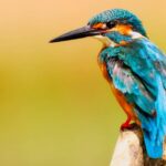 Close-up of a colorful kingfisher perched against a warm background.