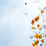 orange flowers