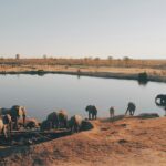 herd of elephant drinking water from lake