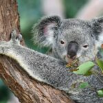 koala on tree
