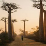 Avenue of the Baobabs, Madagascar during day