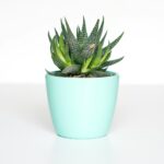 green succulent in teal ceramic vase