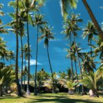 palm trees under blue sky during daytime